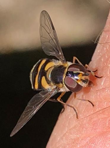 Réf. 301 439 : Didea fasciata