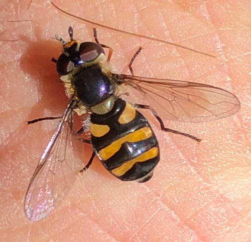 Réf. 301 438 : Didea fasciata