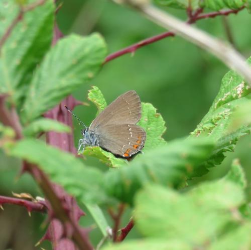 Réf. 301 023 : Satyrium ilicis