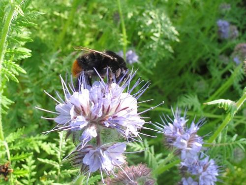Bombus lapidarius