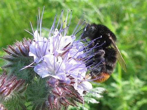 Bombus lapidarius