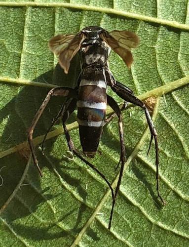 Réf. 301 800 : Pompilus cinereus