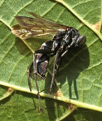 Pompilus cinereus