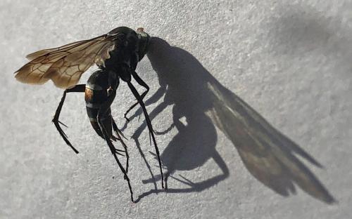 Pompilus cinereus