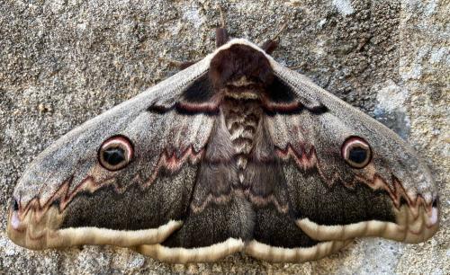 Réf. 301 851 : Saturnia pyri