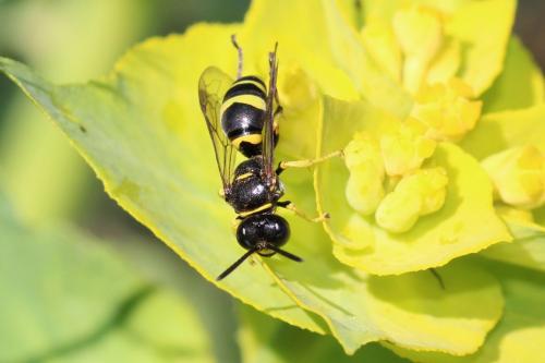 Réf. 301 515 : Gorytes sp.