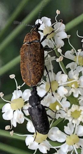 Réf. 301 413 : Mycterus curculioides