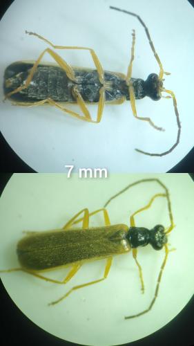 Réf. 301 454 : Rhagonycha lignosa