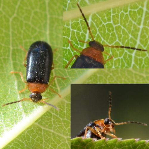 Réf. 301 295 : Conopalpus brevicollis