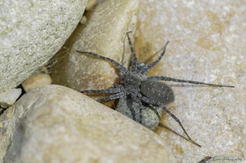 Pardosa wagleri