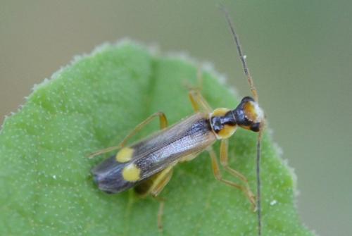 Réf. 301 481 : Malthinus sp.