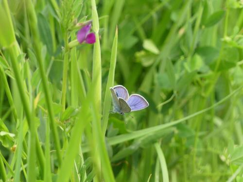 Réf. 301 976 : Cyaniris semiargus