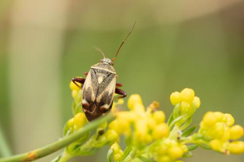 Polymerus unifasciatus