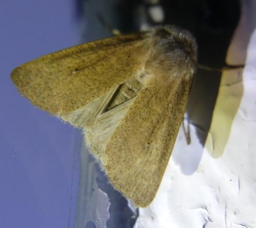 Mythimna sicula