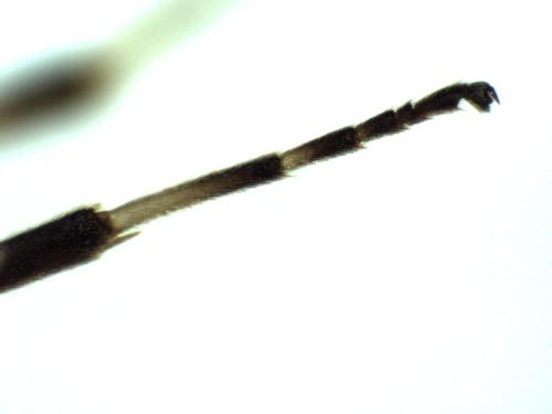 Scambus calobatus