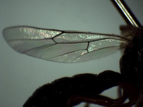 Scambus calobatus