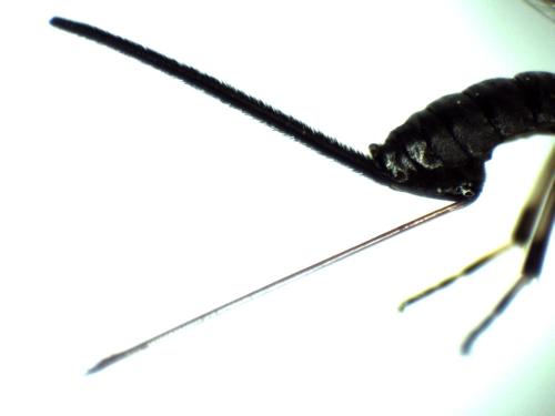 Scambus calobatus