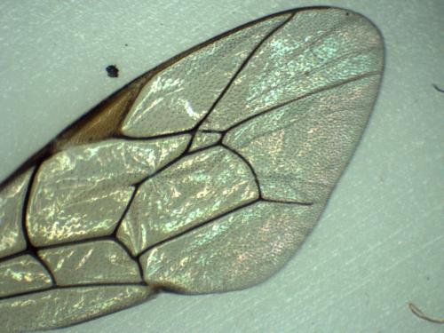 Scambus calobatus