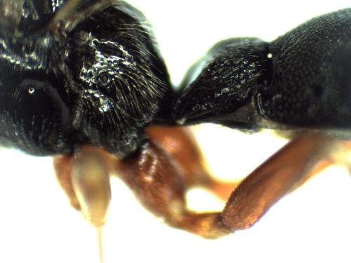 Scambus calobatus