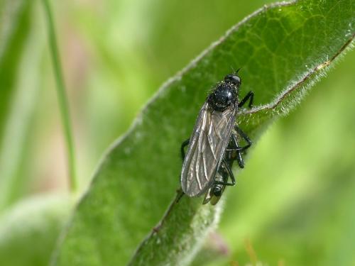 Réf. 301 271 : Empis ciliata