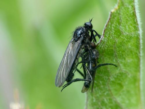 Empis ciliata