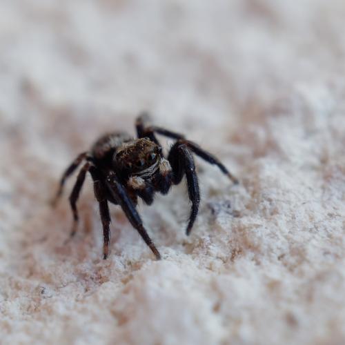 Réf. 301 094 : Pseudeuophrys erratica