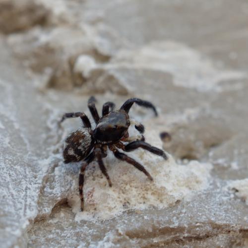 Pseudeuophrys erratica