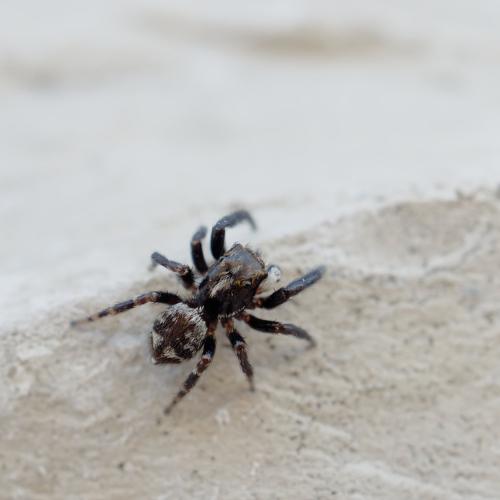 Pseudeuophrys erratica