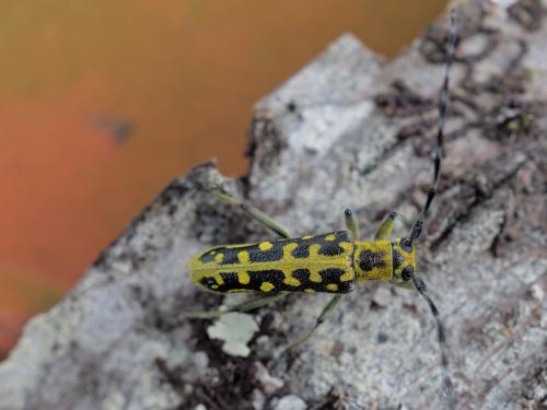 Réf. 301 149 : Saperda scalaris