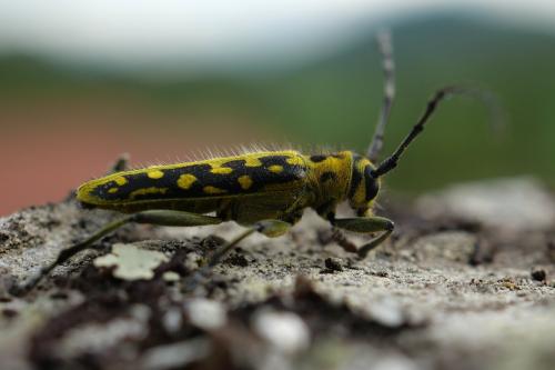 Réf. 301 150 : Saperda scalaris