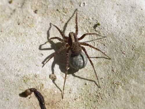 Pardosa sp.