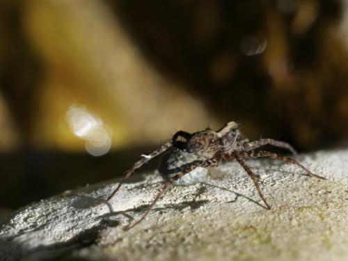Pardosa sp.