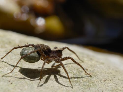 Réf. 301 995 : Pardosa sp.