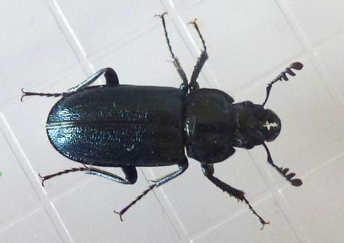 Platycerus caraboides