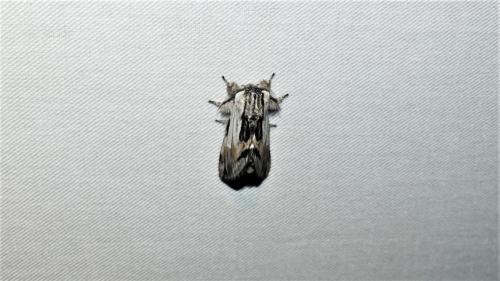 Harpyia milhauseri