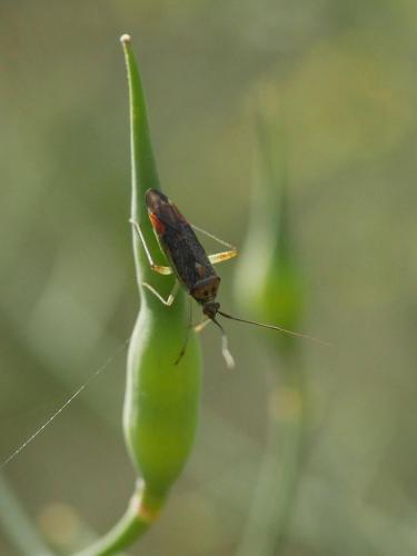 Closterotomus trivialis