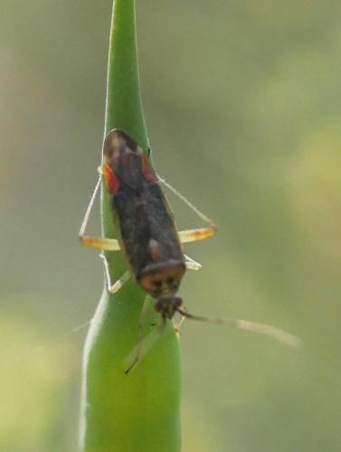 Closterotomus trivialis