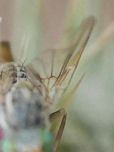 Terellia serratulae