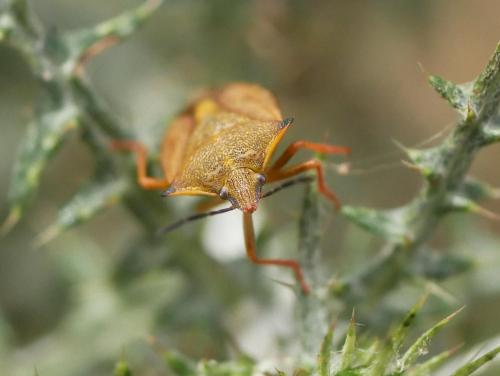 Carpocoris mediterraneus atlanticus