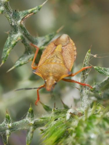 Carpocoris mediterraneus atlanticus