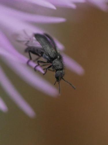 Réf. 301 786 : Dasytinae inconnu