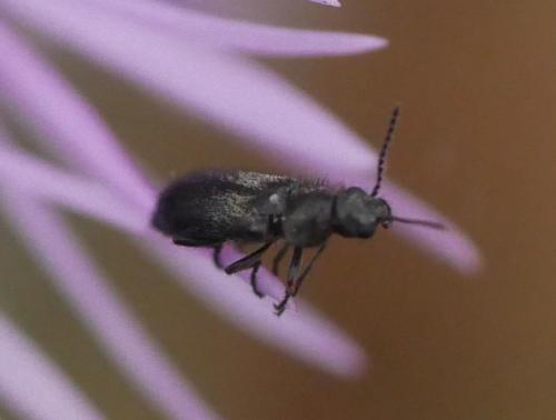 Réf. 301 788 : Dasytinae inconnu