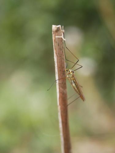 Nephrotoma submaculosa
