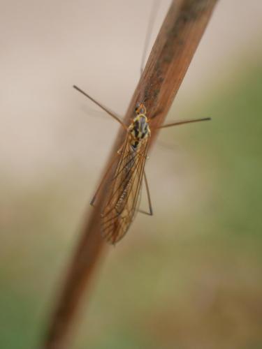 Réf. 301 790 : Nephrotoma submaculosa