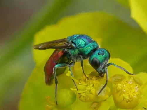 Chrysura sp.