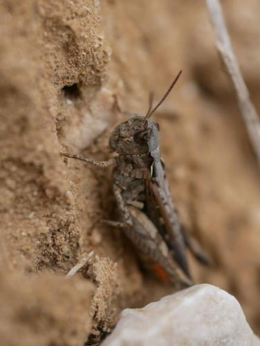 Réf. 301 784 : Omocestus raymondi raymondi