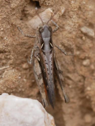 Réf. 301 783 : Omocestus raymondi raymondi