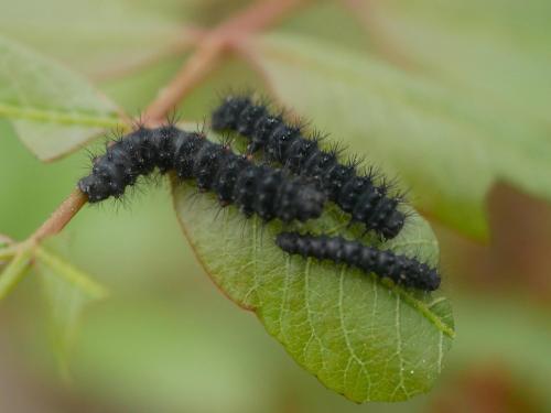 Réf. 301 785 : Saturnia sp.
