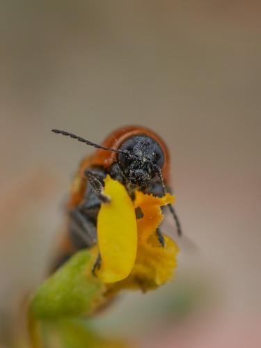 Réf. 301 855 : Cryptocephalus infirmior