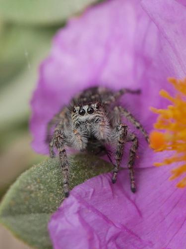 Philaeus chrysops